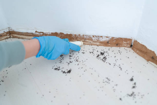 Best Affordable Pest Control Services  in Sayre, PA